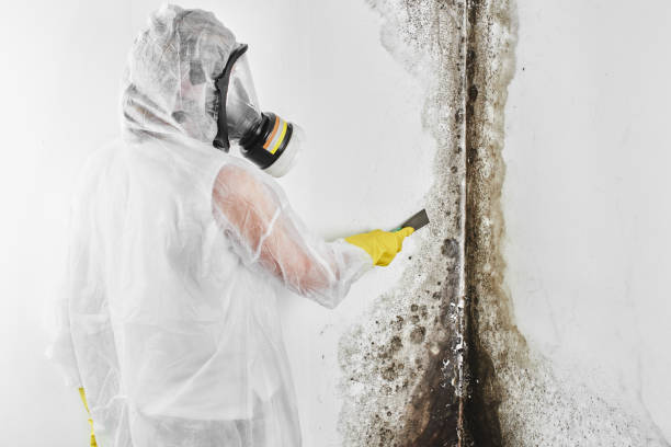 Best Toxic Mold Removal  in Highspire, PA