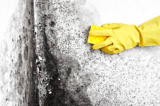 Best Mold Testing  in Highspire, PA