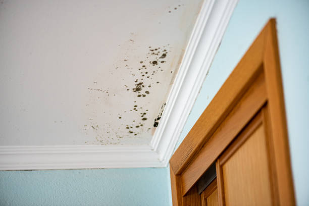 Best Emergency Mold Removal  in Highspire, PA