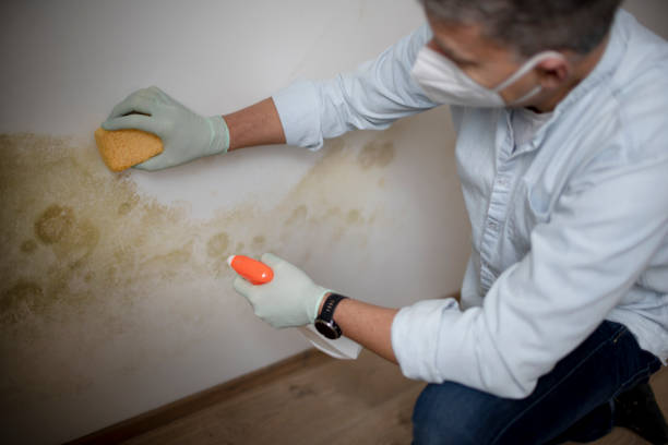 Best Residential Mold Removal  in Highspire, PA