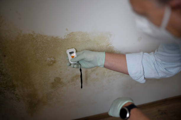 Best Commercial Mold Removal  in Highspire, PA
