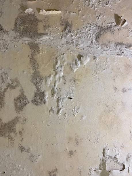 Best Attic Mold Removal  in Highspire, PA