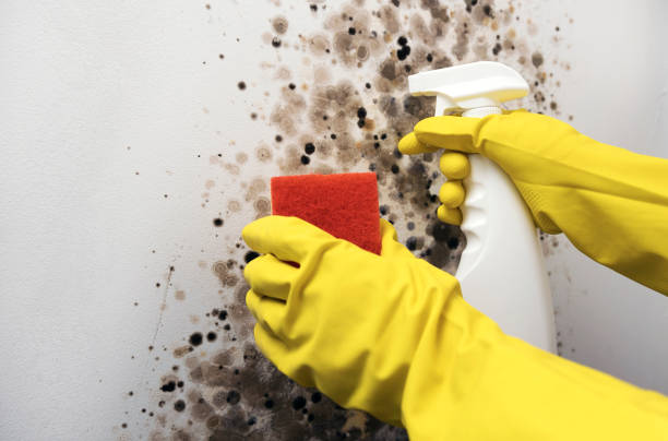 Best Residential Mold Removal  in Highspire, PA