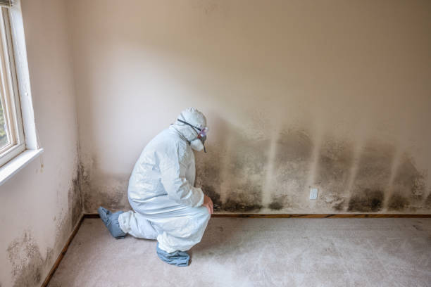 Best Mold Remediation  in Highspire, PA