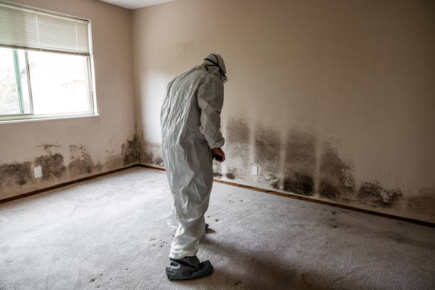 Best Mold Removal and Inspection  in Highspire, PA