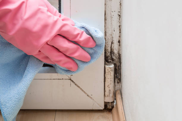 Crawl Space Mold Removal in Highspire, PA