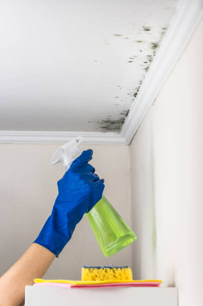 Mold Removal and Inspection in Highspire, PA