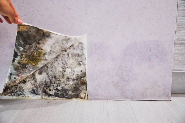 Best Mold Removal Near Me  in Highspire, PA